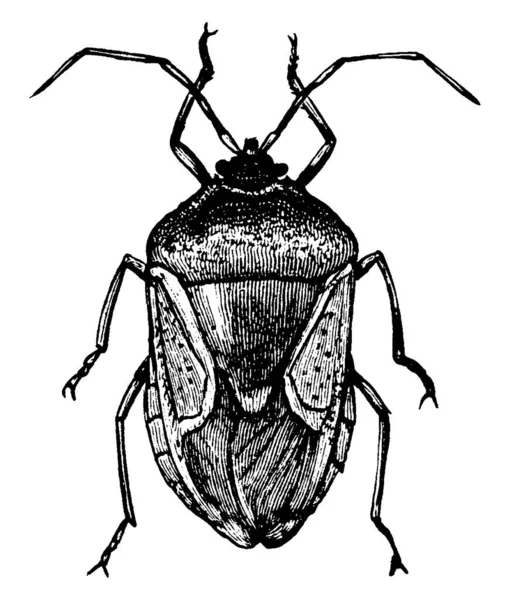 双峰虫是五棘虫科的一种臭虫 包括臭虫 古线条画或雕刻图解等 — 图库矢量图片