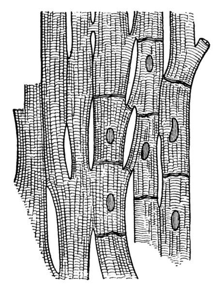 Типичное Представление Мышечных Волокон Сердца Показывающих Бороздки Соединения Клеток Увеличенные — стоковый вектор