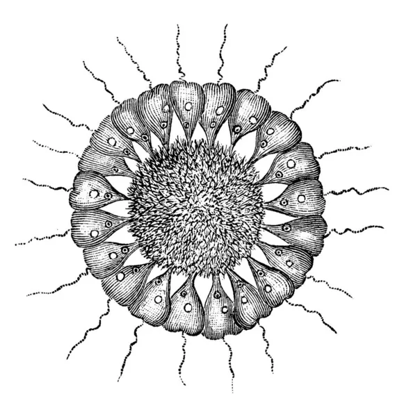 セルコナドの鞭毛を示す図は 土壌中の細菌 ヴィンテージラインの描画または彫刻イラスト上の非常に重要な捕食者です — ストックベクタ
