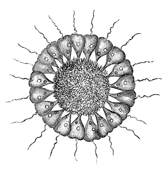 Figura Que Muestra Los Flagelados Cercomonad Son Depredadores Muy Importantes — Vector de stock