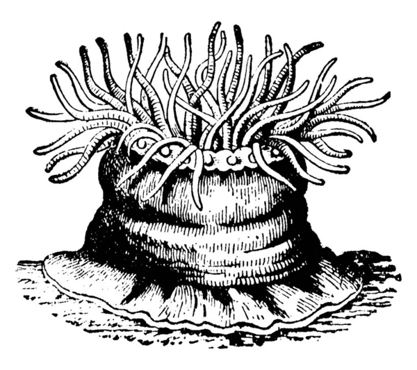 Θαλάσσια Ανεμώνη Είναι Ένα Ζώο Που Μπορεί Έρθει Διάφορα Μεγέθη — Διανυσματικό Αρχείο