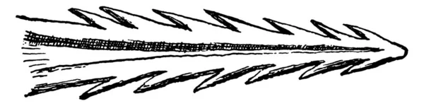 啄木鸟的舌头一种啄木鸟的舌头 通常又长又粘 有毛它帮助这些鸟儿捕捉和提取在树洞深处发现的昆虫 绘制古埃及线条或雕刻插图 — 图库矢量图片