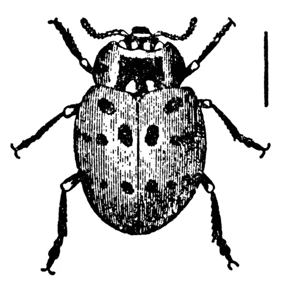 Ladybugs Meestal Geel Oranje Scharlaken Met Kleine Zwarte Vlekjes Hun — Stockvector