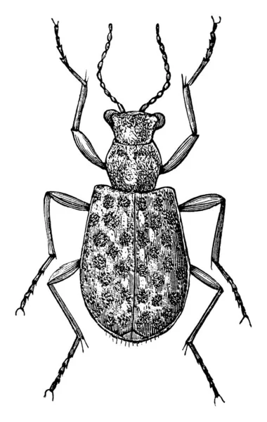 Elaphrus Riparius Una Especie Coleóptero Familia Carabidae — Vector de stock