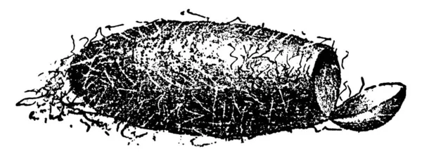 Вид Apanteles Взрослый Выглядит Ближе Овальной Форме Передняя Часть Слева — стоковый вектор
