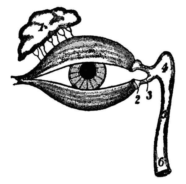 Diagramm Des Menschlichen Auges Mit Mandelförmigen Exokrinen Drüsen Die Tränenflüssigkeit — Stockvektor
