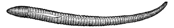 Solucan Lumbricina Tüp Şeklinde Segmentli Bir Solucandır — Stok Vektör