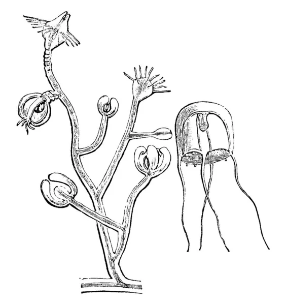 エウデンドリウム Eudendirum は海洋性種で 水性の大型亜科で 線画や彫刻のイラストが描かれている — ストックベクタ