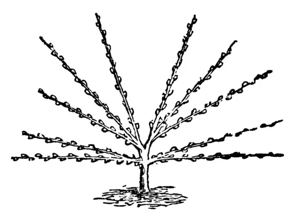 Una Representación Típica Poda Para Árbol Forma Abanico Observada Tercer — Vector de stock