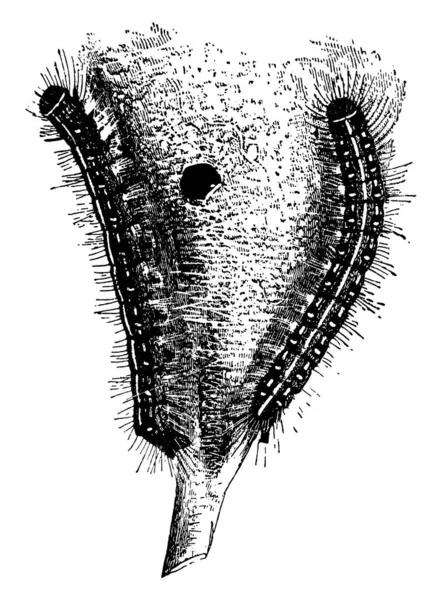 Chenille Tente Américaine Construit Des Tentes Soie Dans Les Branches — Image vectorielle