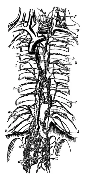 Typical Representation Lymphatic Vessels Thoracic Duct Centre Lies Spinal Column — Stock Vector