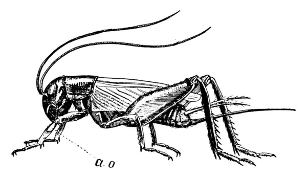 Grilos São Insetos Distantes Dos Gafanhotos Família Gryllidae Desenho Linha — Vetor de Stock