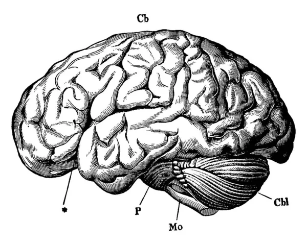 人脑是人类神经系统的中央器官 大脑的下部与脊髓 古老的线条画或雕刻图解相连 — 图库矢量图片