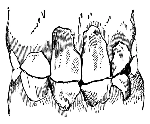 Mascella Giovane Cavallo Maschio Non Castrato Disegno Linee Vintage Illustrazione — Vettoriale Stock