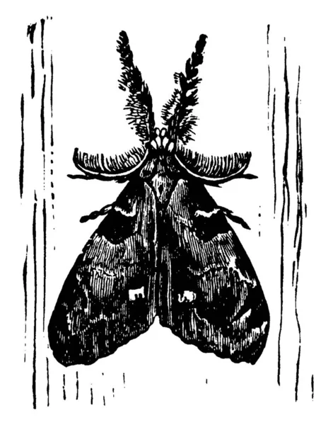 Imagen Representa Polilla Vaporizadora Macho Especies Leucostigma Notolophus Con Marcas — Vector de stock