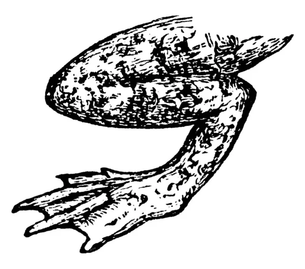 青蛙的脚 用于在地面上移动和在水里游泳 古董画或雕刻插图 — 图库矢量图片