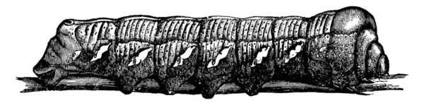 Картина Зображує Личинкову Стадію Метелика Виду Philampelus Achemon Повзає Маркуванням — стоковий вектор