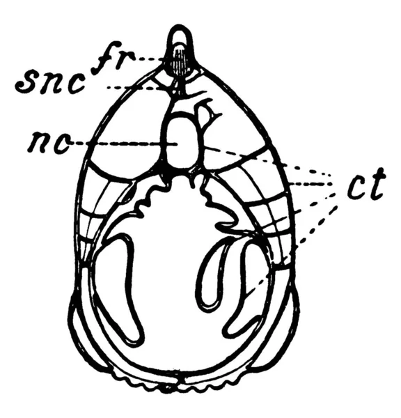 Cross sectional shape Stock Photos, Royalty Free Cross sectional shape