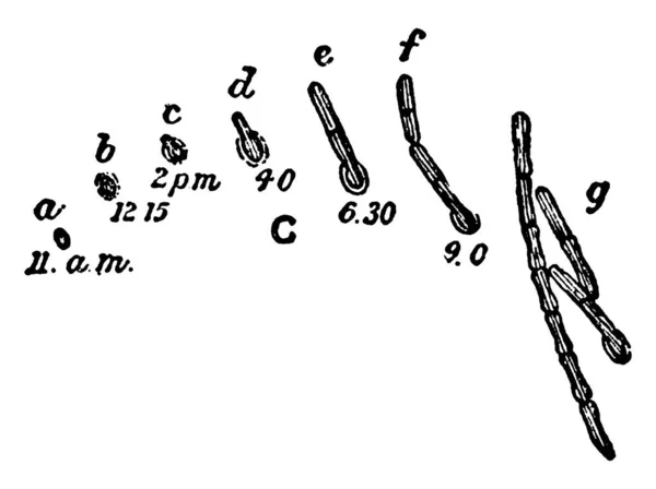 Типове Зображення Різних Фаз Проростання Спор Bacillus Ramosus Спостерігається Вішаних — стоковий вектор