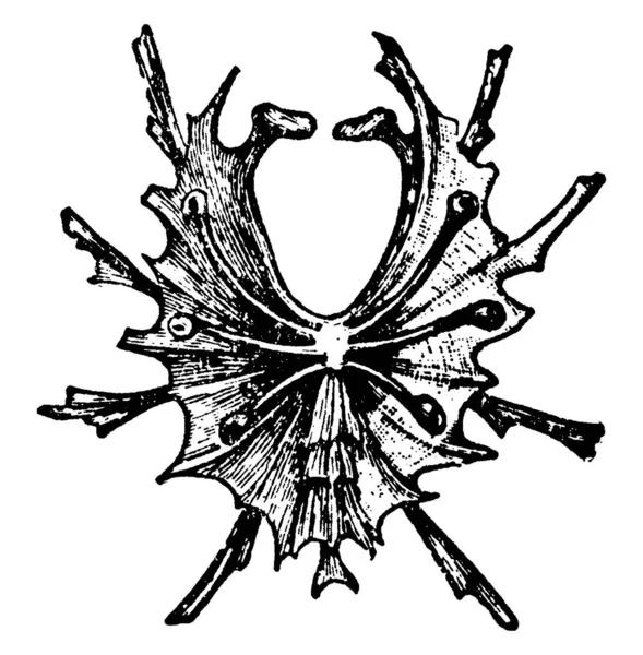 Ентостернум Одного Мігаломорфних Павуків Вентральна Поверхня Pharyngeal Notch Задня Медіана — стоковий вектор