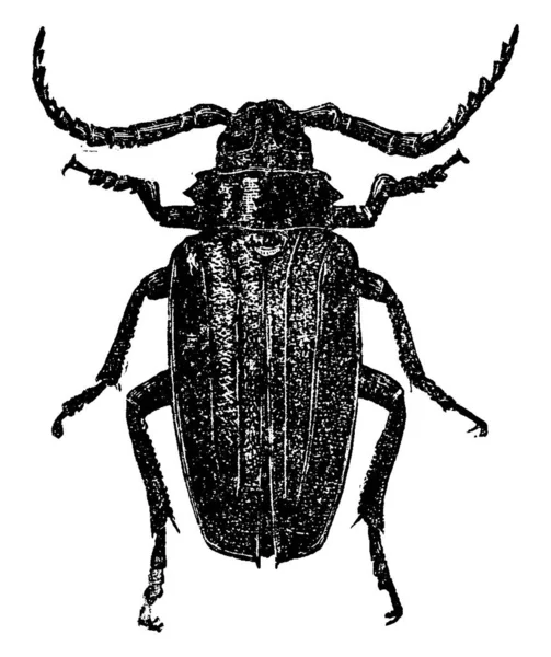 Imagen Que Muestra Diferentes Partes Del Cuerpo Beetle Con Primer — Archivo Imágenes Vectoriales
