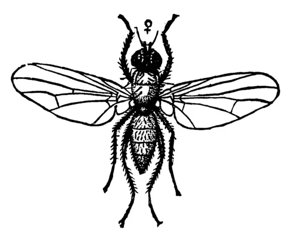 キャベツのマグネットの女性の大人 フォルビアBrassicae種 その翼を横断構造のような放射状静脈を持つ ヴィンテージライン図面や彫刻イラスト — ストックベクタ