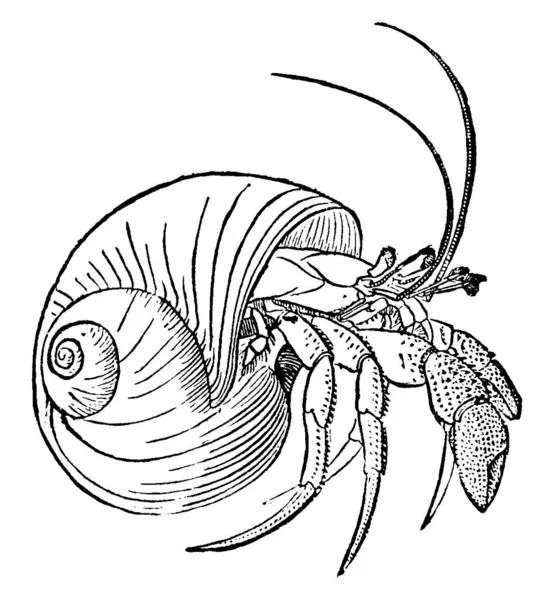 Kepiting Kepiting Pertapa Adalah Crustacea Berkepala Dua Dalam Familia Paguridae - Stok Vektor