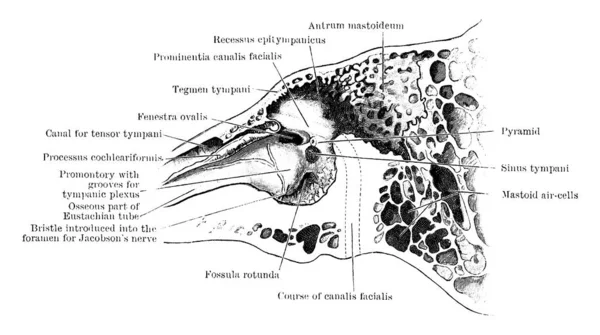 Seção Através Osso Temporal Esquerdo Mostrando Parede Interna Cavidade Timpânica —  Vetores de Stock
