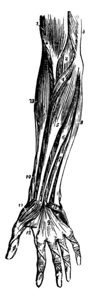 Los Músculos Del Antebrazo Incluyen Flexor Extensores Estos Músculos Mueven — Archivo Imágenes Vectoriales