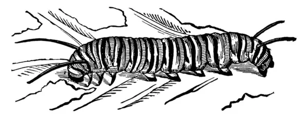 Obraz Znázorňuje Dospělou Larvu Motýla Mléčného Plevele Jedná Druhy Které — Stockový vektor