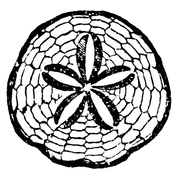 Типичное Представление Scutella Subrotunda Миоцена Мальта Круглой Формы Цветком Центре — стоковый вектор
