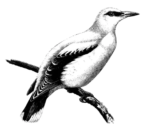 Golden Oriole Adalah Seekor Burung Pengicau Kecil Dalam Keluarga Oriolidae - Stok Vektor