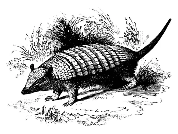 Armadillo Est Une Petite Souris Comme Mammifère Placentaire Ayant Une — Image vectorielle