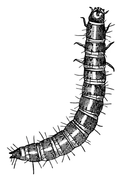 毛深い体とセグメント ヴィンテージライン図面や彫刻イラストを持つTriboliumコフューム種の幼虫 — ストックベクタ