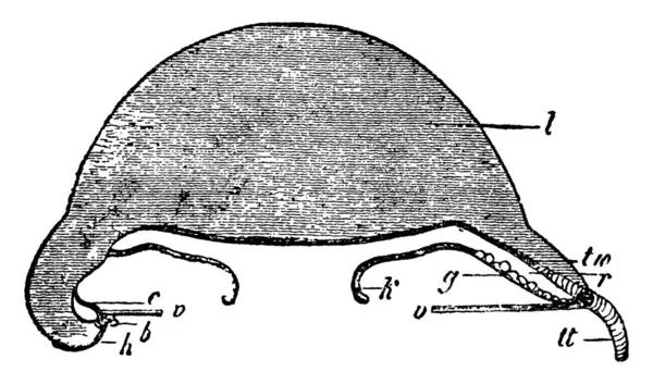 垂直面的图例 通过一个年轻的库尼那杜鹃属植物的垂直面 通过一个散热袋在右边通过 并附有部分标签 老式线条绘图或雕刻图解 — 图库矢量图片
