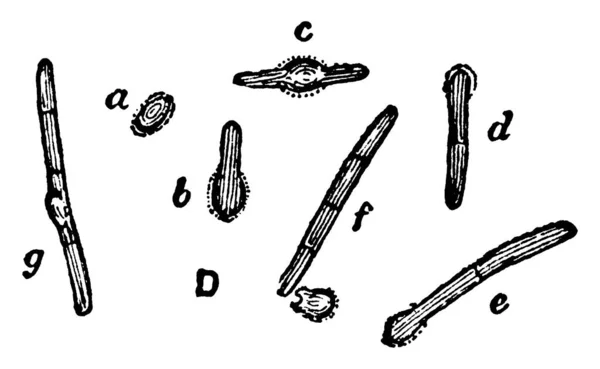 Una Representación Típica Las Diversas Fases Germinación Las Esporas Bacillus — Vector de stock
