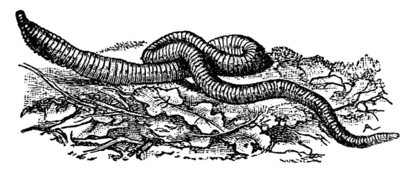 Een Illustratie Van Een Regenworm Het Basis Lichaamsplan Van Een — Stockvector