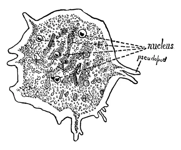 Amoeba 빈티지 선그리기 삽화를 수있는 단세포 유기체이다 — 스톡 벡터