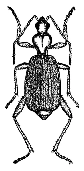 Brachinus Fumans Insect Vintage Lijntekening Gravure Illustratie — Stockvector