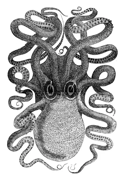 Sépie Mořská Zvířata Hlavonožci Řádu Sepioidea Velkou Hlavu Malými Chapadly — Stockový vektor