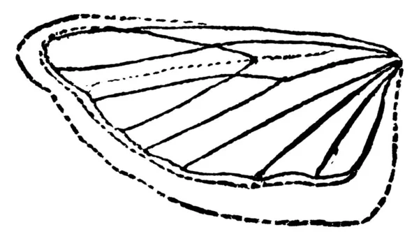 Het Structurele Detail Van Vleugel Van Mediterrane Meelmot Ephestia Kuhniella — Stockvector