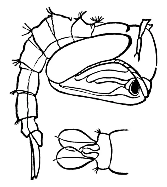 Moustique Est Insecte Semblable Mouche Famille Des Culicidae Cette Figure — Image vectorielle