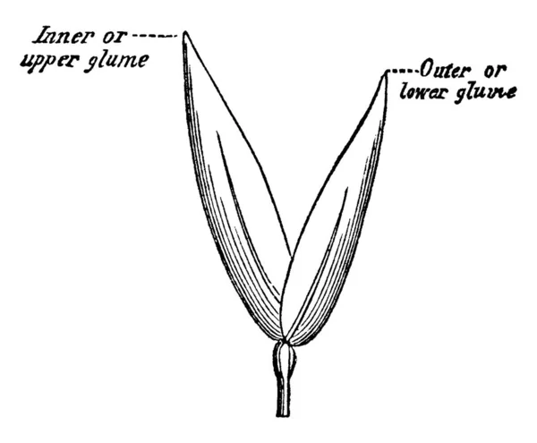 Spear Grass Speargrass Είναι Κοινό Όνομα Των Πολυάριθμων Ποωδών Φυτών — Διανυσματικό Αρχείο