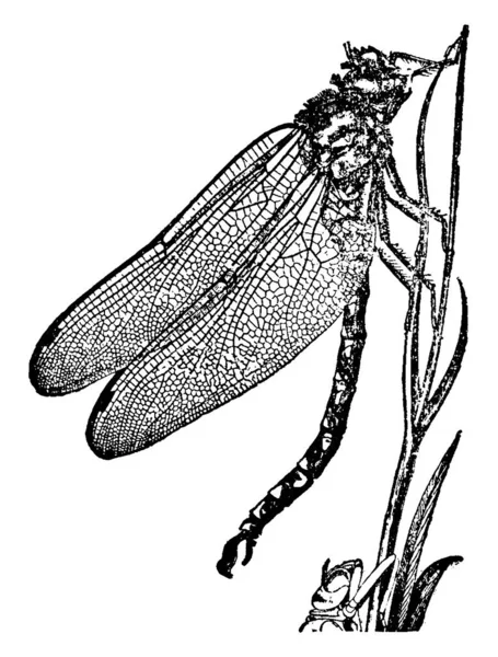 那只昆虫停在树枝上晒干了 它的翅膀 有规律的图案 水平延伸 老式线条画或雕刻图解 — 图库矢量图片