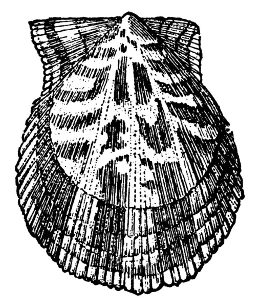 Typical Representation Scallop Marine Bivalve Mollusk Pectinidae Family Vintage Line — 스톡 벡터