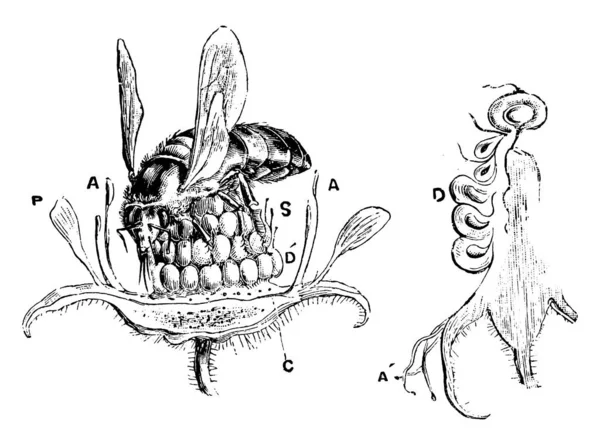 Una Abeja Sentada Nector Recolección Flores Dibujo Línea Vintage Ilustración — Archivo Imágenes Vectoriales