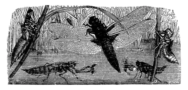 Kuva Osoittaa Kehitystä Lohikäärme Lentää Eri Vaiheissa Vintage Linja Piirustus — vektorikuva