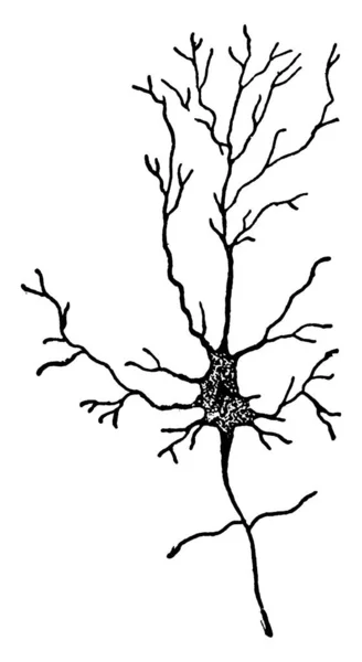 Uma Célula Nervosa Cérebro Desenho Linha Vintage Gravura Ilustração — Vetor de Stock