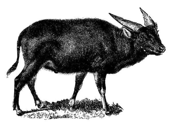 Anoa Sous Genre Buffles Composé Deux Espèces Est Originaire Indonésie — Image vectorielle