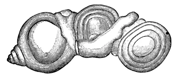 Diagramme Montre Cristallisation Argile Fer Une Argile Fer Est Mélange — Image vectorielle